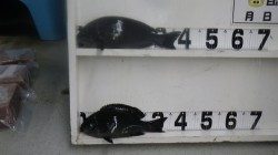 すさみ沖磯　フカセ釣りでグレの釣果