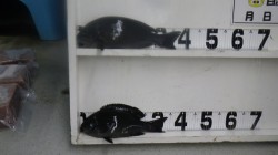 すさみ沖磯　フカセ釣りでグレの釣果