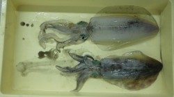 権現崎でのアオリイカ釣果