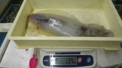 権現崎でのアオリイカ釣果