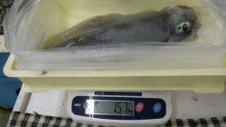 100%取り込み！白浜町富田でヤエン