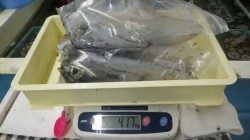 白浜町椿の地磯でアオリイカ好釣果