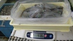 100%取り込み！白浜町富田でヤエン