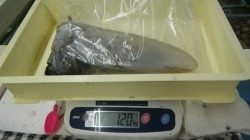 白浜町椿の地磯でアオリイカ好釣果