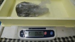 白浜見草でヤエン釣り　アジ3匹でアタリ2回