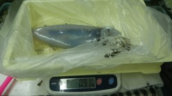 椿にてアオリイカ爆釣～！1.59ｋｇまでを…