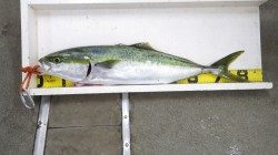 白浜地磯にてブリ83cm仕留めました！