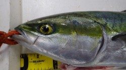 白浜地磯にてブリ83cm仕留めました！