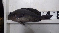 天神崎地磯にてグレ44ｃｍとチヌの釣果
