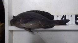 天神崎地磯にてグレ44ｃｍとチヌの釣果