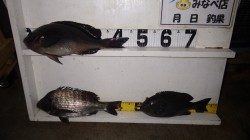 天神崎地磯にてグレ44ｃｍとチヌの釣果
