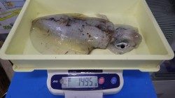すさみ港でヤエン　アオリイカ1495g