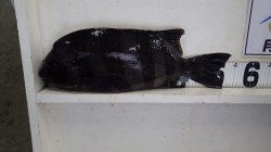 フカセ釣りで石鯛54ｃｍ　みなべ堺　中島にて