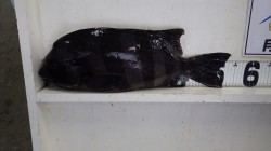 フカセ釣りで石鯛54ｃｍ　みなべ堺　中島に…