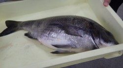 お子様の釣果〜天神崎のフカセ釣りでのっこみチヌ