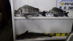 芳養（はや）漁港でチヌ　よく引きました