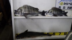 芳養（はや）漁港でチヌ　よく引きました