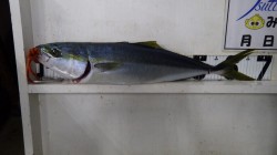 白浜の地磯にてルアーでメジロ67cm