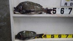 天神崎にて　オキアミフカセで良型チヌ