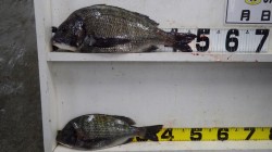 天神崎にて　オキアミフカセで良型チヌ