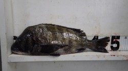 天神崎にて　オキアミフカセで良型チヌ