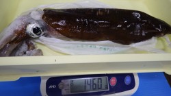 江住にてヤエンでアオリイカ1.4kg