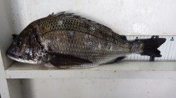 寒グレ&乗っ込みチヌ　天神崎「大鼻」での釣果