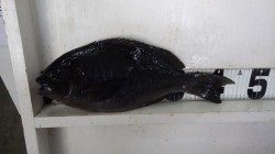 寒グレ&乗っ込みチヌ　天神崎「大鼻」での釣果