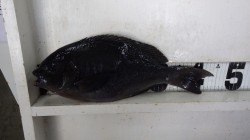 寒グレ&乗っ込みチヌ　天神崎「大鼻…