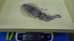 みなべ堺グランド横にてヤエン釣りでのアオリイカ釣果