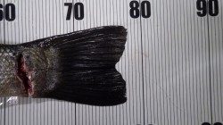 白浜・椿でアオリ狙いのウキ釣りにヒラスズキ78cm！