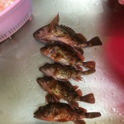 円月島の近くの堤防でガシラの釣果