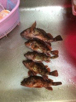 円月島の近くの堤防でガシラの釣果