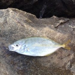 日置の川磯にてグレ45cmといシマアジ