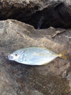 日置の川磯にてグレ45cmといシマアジ