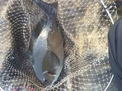 日置の川磯にてグレ45cmといシマアジ