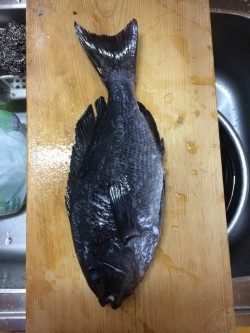 【16日】口和深、地磯で良型グレ♫