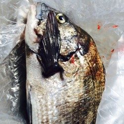 堺漁港　のっこみチヌの釣果