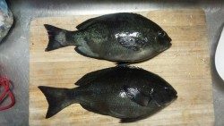 出雲でグレ２枚・イサギ１４枚