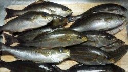 出雲でグレ２枚・イサギ１４枚