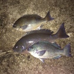 見老津地磯にてグレ30～44cm、うち一匹は尾長でした☆