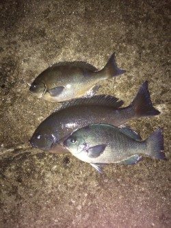 見老津地磯にてグレ30～44cm、うち一匹は尾長でした☆