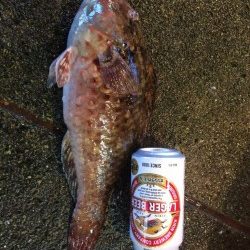 天神崎　アオサでイガミの釣果でした