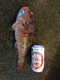 天神崎　アオサでイガミの釣果でした