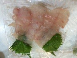 天神崎　アオサでイガミの釣果でした