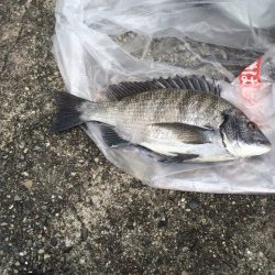 芳養堤防でチヌ35cm