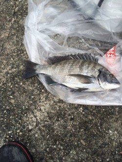 芳養堤防でチヌ35cm