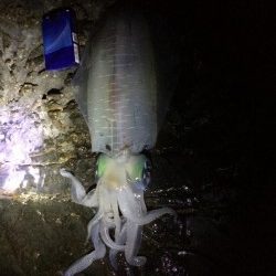 市江の地磯にてアオリイカ