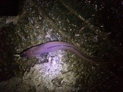 市江の地磯にてアオリイカ