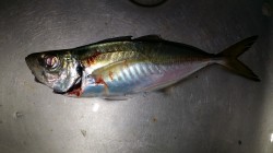 文里のアジ釣果　